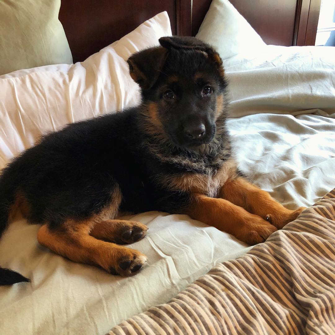 Chase, männlicher Deutscher Schäferhund Welpe